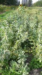 Load image into Gallery viewer, Broad Bean/Fava - Green Windsor
