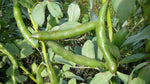 Load image into Gallery viewer, Broad Bean/Fava - Green Windsor