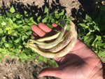 Load image into Gallery viewer, Yellow/Wax Bean (Bush) - Dragon Tongue