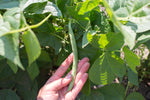 Load image into Gallery viewer, Green Bean (Bush) - Greencrop