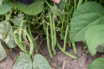 Load image into Gallery viewer, Green Bean (Bush) - Greencrop