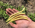 Load image into Gallery viewer, Yellow/Wax Bean (Bush) - Major
