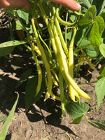 Load image into Gallery viewer, Yellow/Wax Bean (Bush) - Major