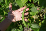 Load image into Gallery viewer, Runner Bean - Painted Lady