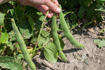 Load image into Gallery viewer, Runner Bean - Pickwick Dwarf