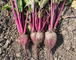 Load image into Gallery viewer, Beet - Sweetheart