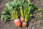 Load image into Gallery viewer, Beet - Yellow Sunrise