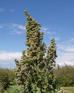 Load image into Gallery viewer, Quinoa - Black