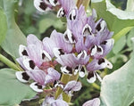 Load image into Gallery viewer, Broad Bean/Fava - Martock