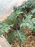 Load image into Gallery viewer, Broccoli - Purple Peacock