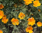 Load image into Gallery viewer, Eschscholzia - California Poppy