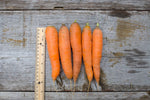 Load image into Gallery viewer, Carrot - Scarlet Nantes