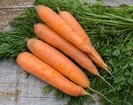 Load image into Gallery viewer, Carrot - Scarlet Nantes