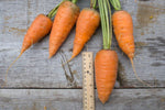 Load image into Gallery viewer, Carrot - Oxheart/Guerande