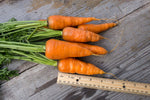 Load image into Gallery viewer, Carrot - Scarlet Horn