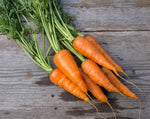 Load image into Gallery viewer, Carrot - Scarlet Horn