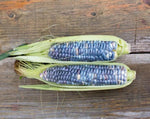 Load image into Gallery viewer, Sweet Corn - Blue Jade