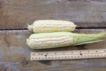 Load image into Gallery viewer, Sweet Corn - Luther Hill