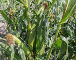 Load image into Gallery viewer, Sweet Corn - Orchard Baby