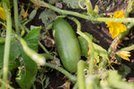 Load image into Gallery viewer, Cucumber - 1805 Smoothies