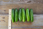 Load image into Gallery viewer, Cucumber - Super Zagross
