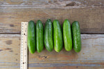 Load image into Gallery viewer, Cucumber - Super Zagross