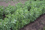 Load image into Gallery viewer, Broad Bean/Fava - Aprovecho Select