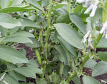 Load image into Gallery viewer, Broad Bean/Fava - Aprovecho Select