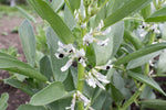Load image into Gallery viewer, Broad Bean/Fava - Aprovecho Select