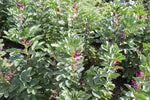 Load image into Gallery viewer, Broad Bean/Fava - Belgian Red-Flowered
