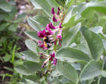 Load image into Gallery viewer, Broad Bean/Fava - Belgian Red-Flowered