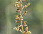 Load image into Gallery viewer, Heuchera - Alumroot