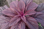 Load image into Gallery viewer, Amaranth - Burgundy