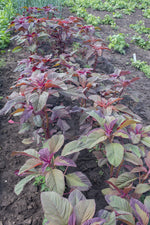 Load image into Gallery viewer, Amaranth - Burgundy