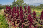 Load image into Gallery viewer, Amaranth - Burgundy