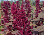 Load image into Gallery viewer, Amaranth - Burgundy
