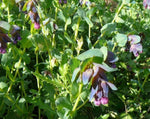 Load image into Gallery viewer, Cerinthe – Honeywort
