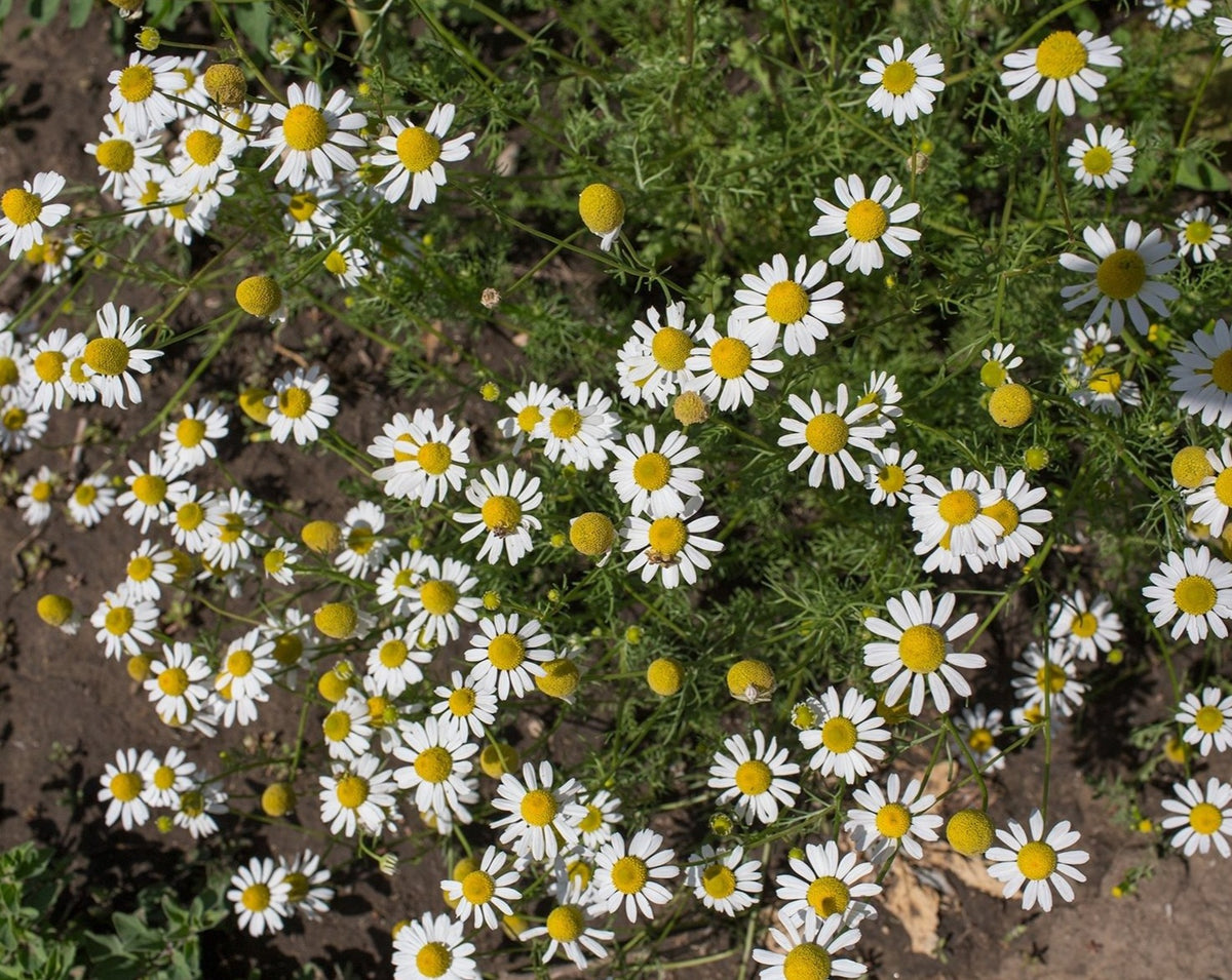 Chamomile, German (Canada) – Incense Route