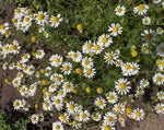 Load image into Gallery viewer, Matricaria (Chamomile) - German