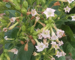 Load image into Gallery viewer, Nicotiana (Tobacco) - Havana