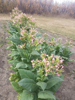 Load image into Gallery viewer, Nicotiana (Tobacco) - Havana