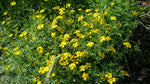 Load image into Gallery viewer, Tagetes (Signet/Gem Marigold) - Lemon Gem