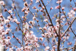 Load image into Gallery viewer, Prunus - Nanking Cherry