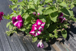 Load image into Gallery viewer, Petunia – Kentucky Old Fashioned
