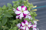 Load image into Gallery viewer, Petunia – Kentucky Old Fashioned