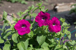 Load image into Gallery viewer, Petunia – Kentucky Old Fashioned