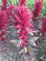 Load image into Gallery viewer, Amaranthus – Pygmy Torch