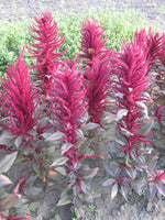 Load image into Gallery viewer, Amaranthus – Pygmy Torch