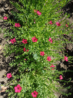 Load image into Gallery viewer, Linum - Scarlet Flax