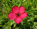 Load image into Gallery viewer, Linum - Scarlet Flax